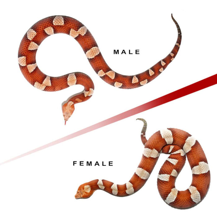 Pair Of High Orange Trans-Pecos Copperhead