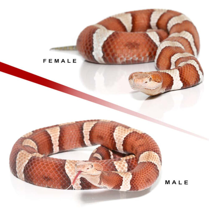 Pair Of High Orange Trans-Pecos Copperhead