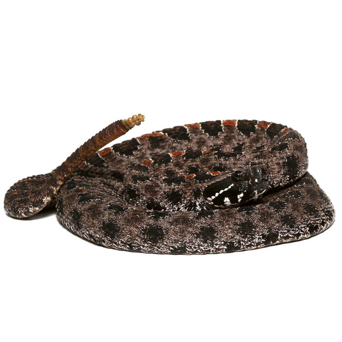 Pygmy Rattlesnake