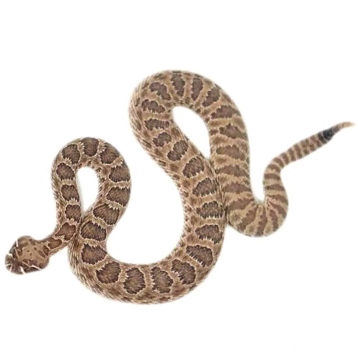 Prairie Rattlesnake