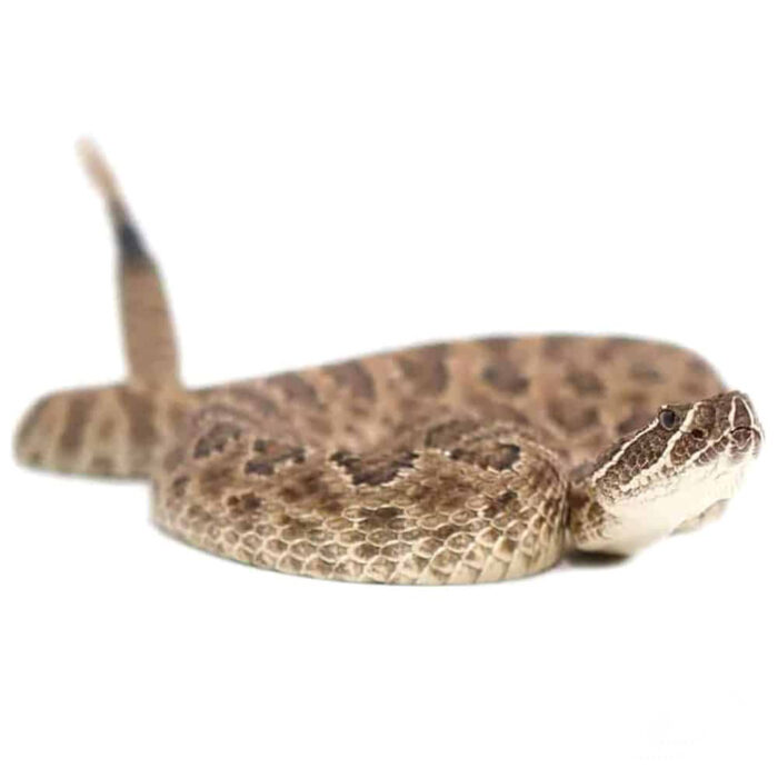 Prairie Rattlesnake