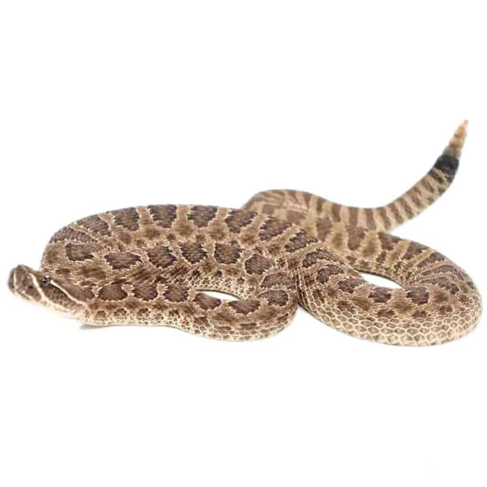 Prairie Rattlesnake