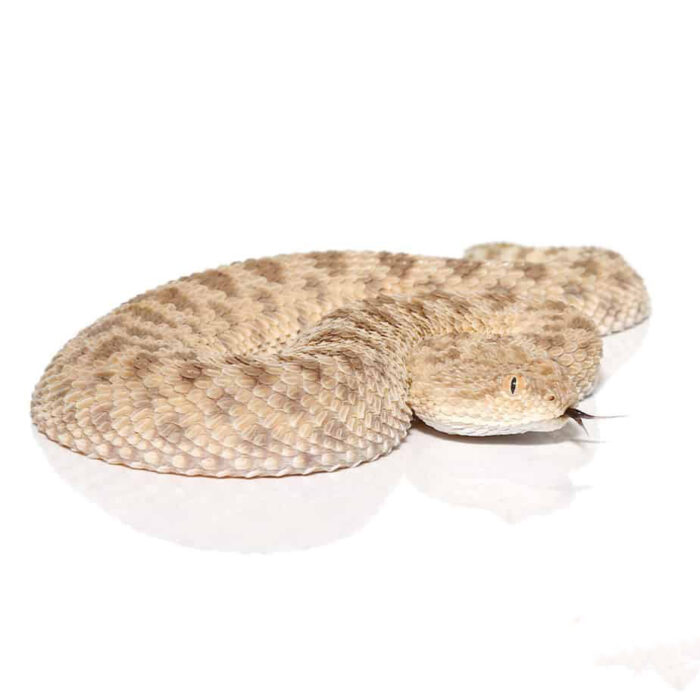 Saharan Sand Viper