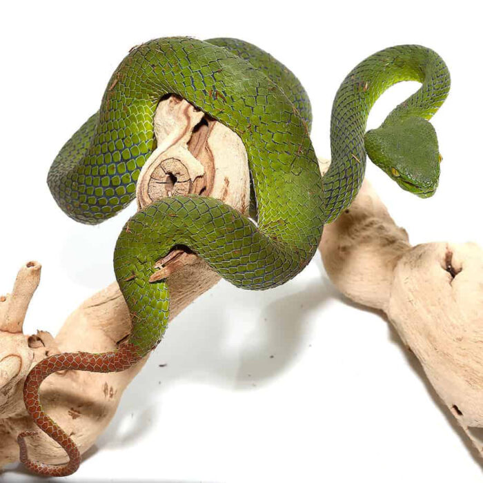 Siamese Peninsula Pit viper