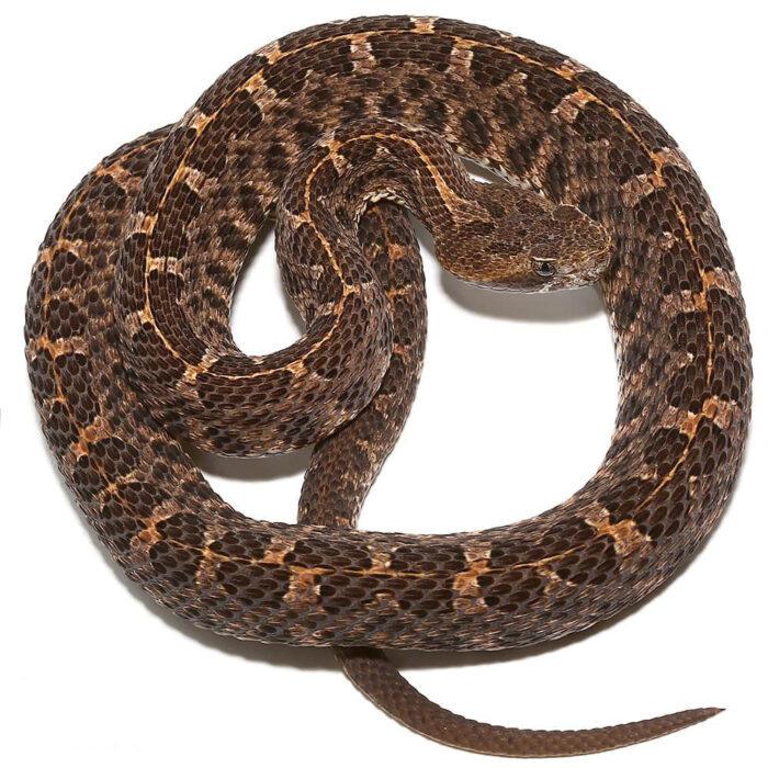Slender Hognose Pit Viper