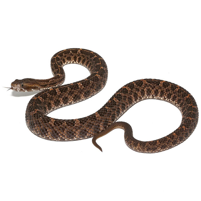 Slender Hognose Pit Viper