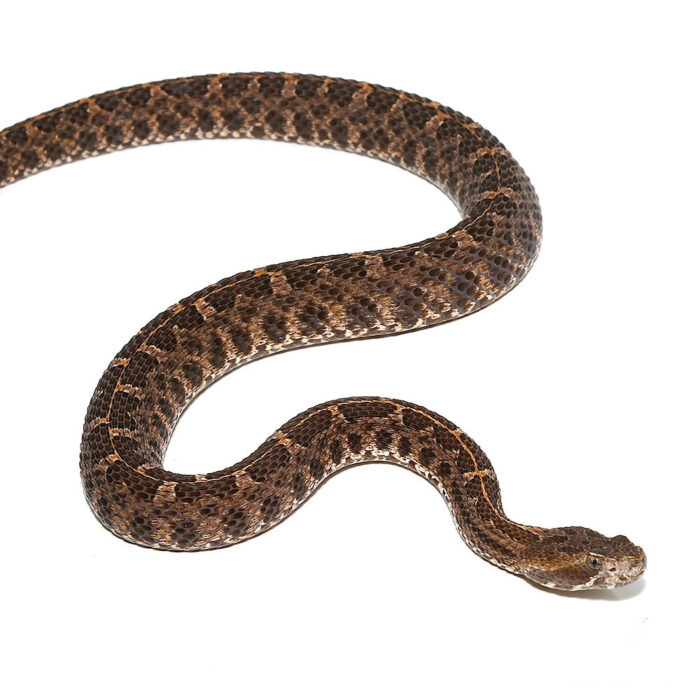 Slender Hognose Pit Viper