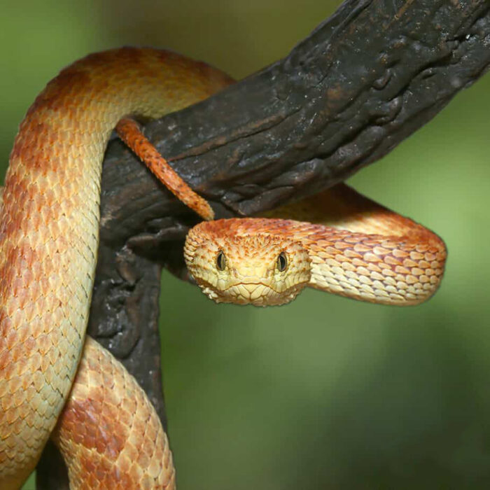 Red And Green Squamigera Bush Viper