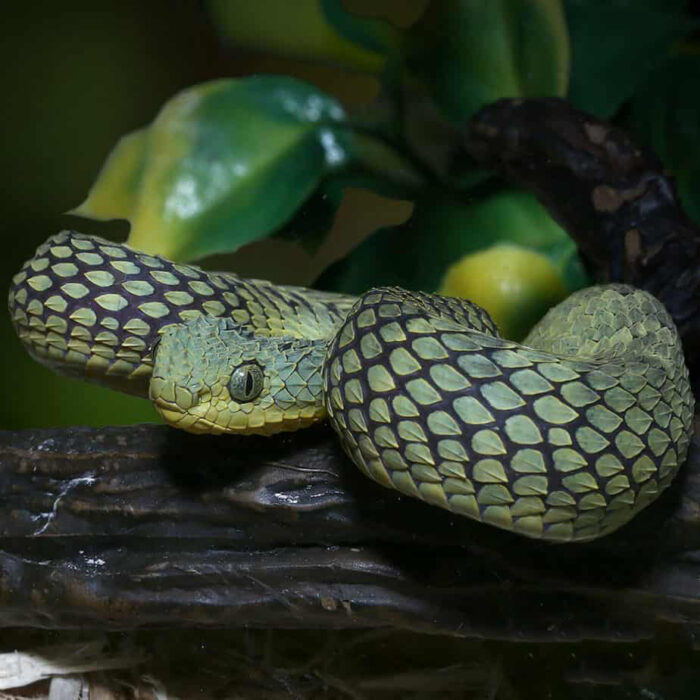 Green Squamigera Bush Viper