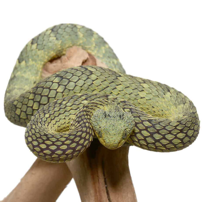 Green Squamigera Bush Viper