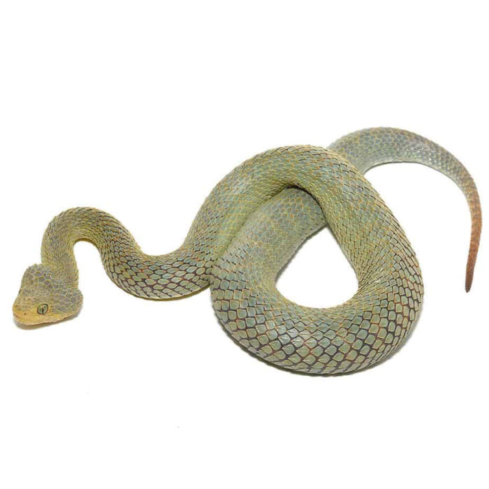 Patternless Green Squamigera Bush Viper