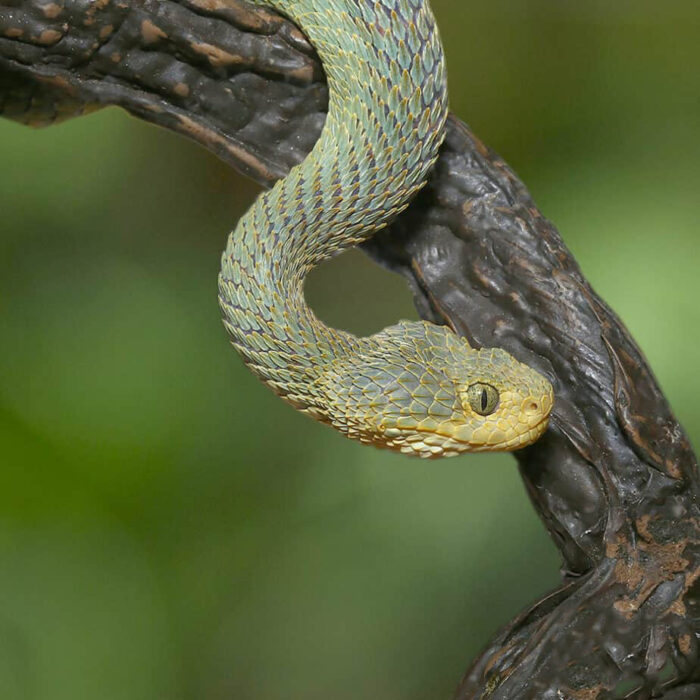 Patternless Green Squamigera Bush Viper