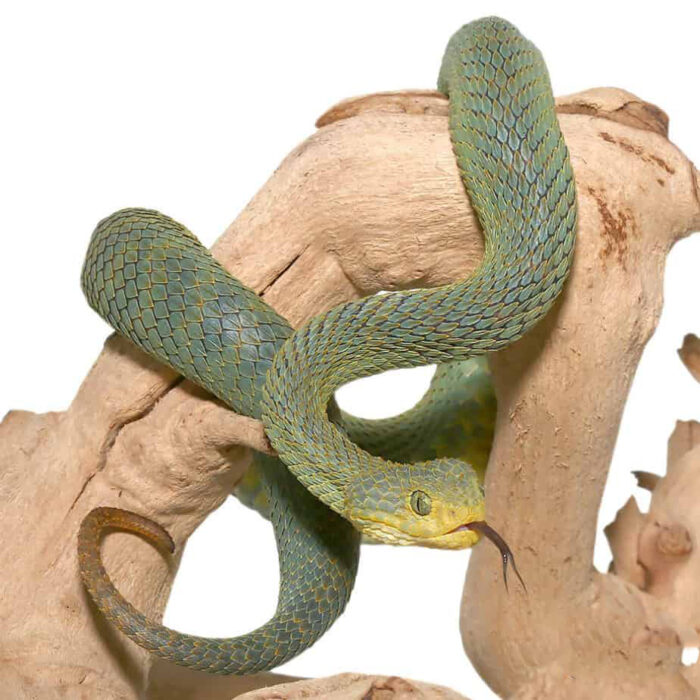 Patternless Green Squamigera Bush Viper