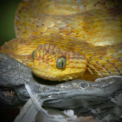 Yellow Orange Squamigera Bush Viper