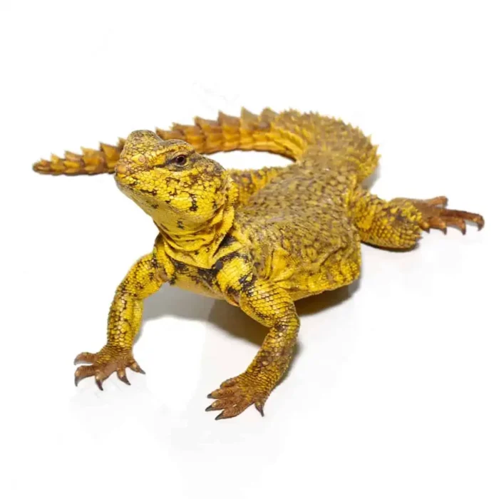 Super Yellow Uromastyx