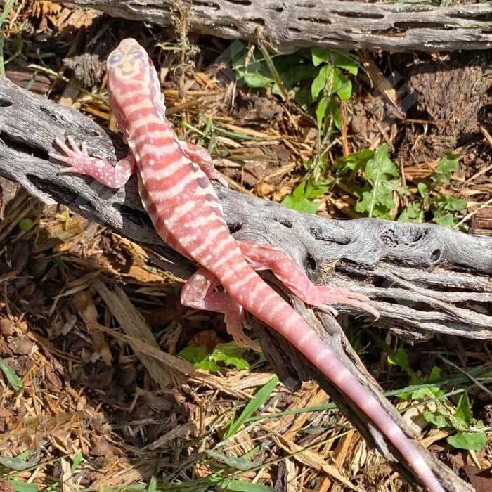 Baby Albino Cherry Ice Tegu #2