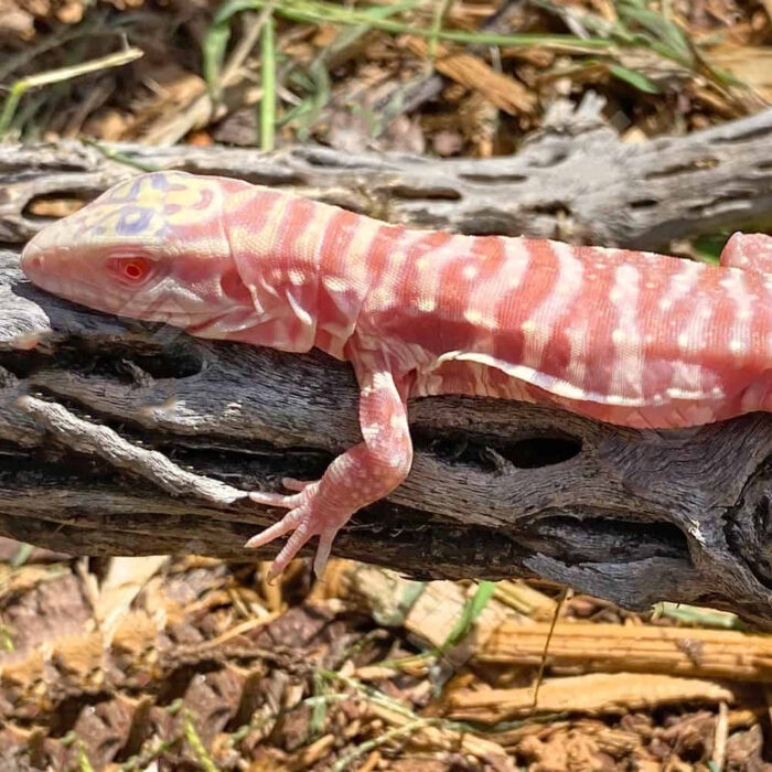 Baby Albino Cherry Ice Tegu #2