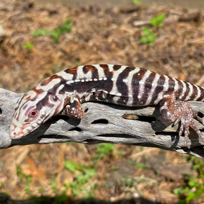 Baby Albino Black Ice Tegu #3