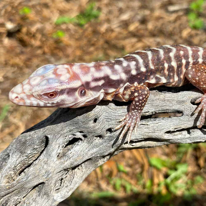 Baby Albino Black Ice Tegu #4