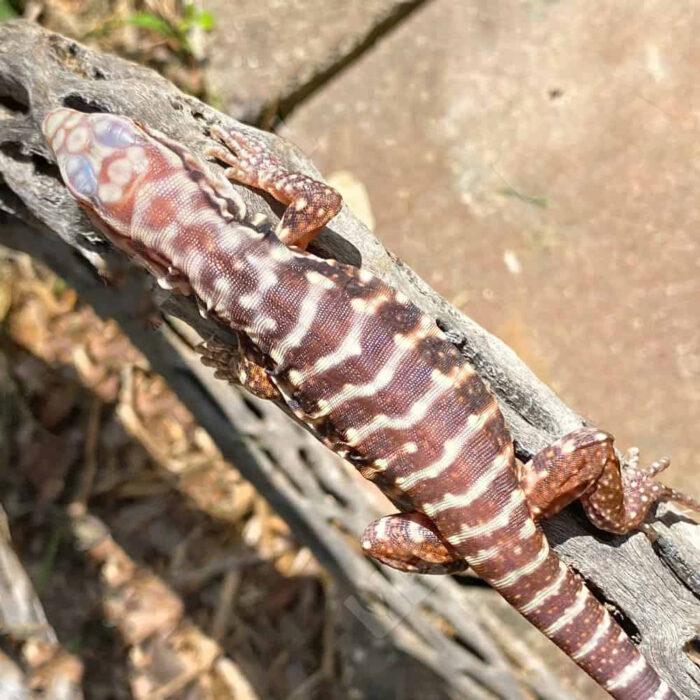 Baby Albino Black Ice Tegu #4