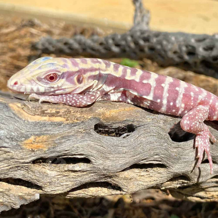 Baby Albino Cherry Ice Tegu #6