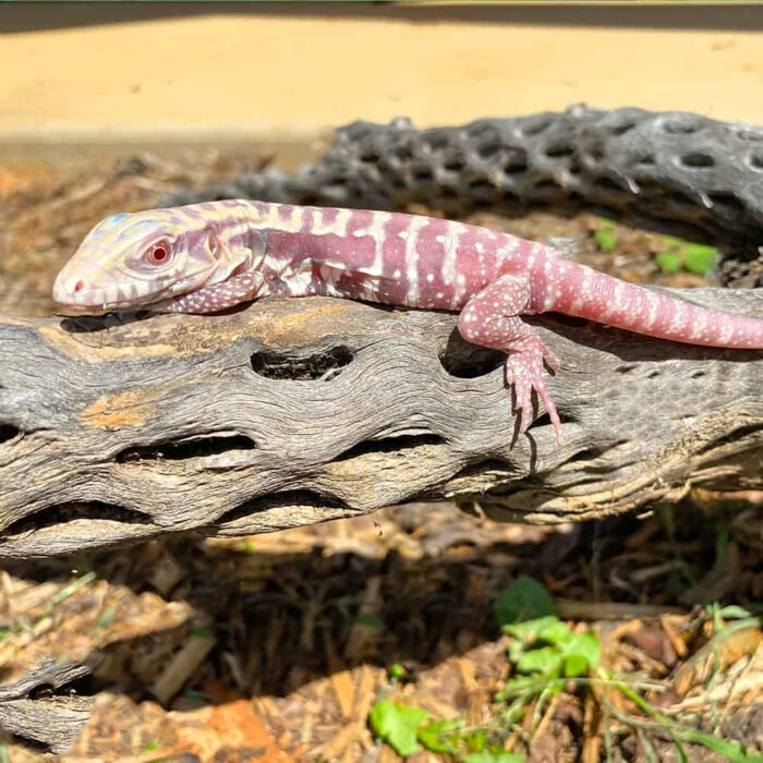 Baby Albino Cherry Ice Tegu #6