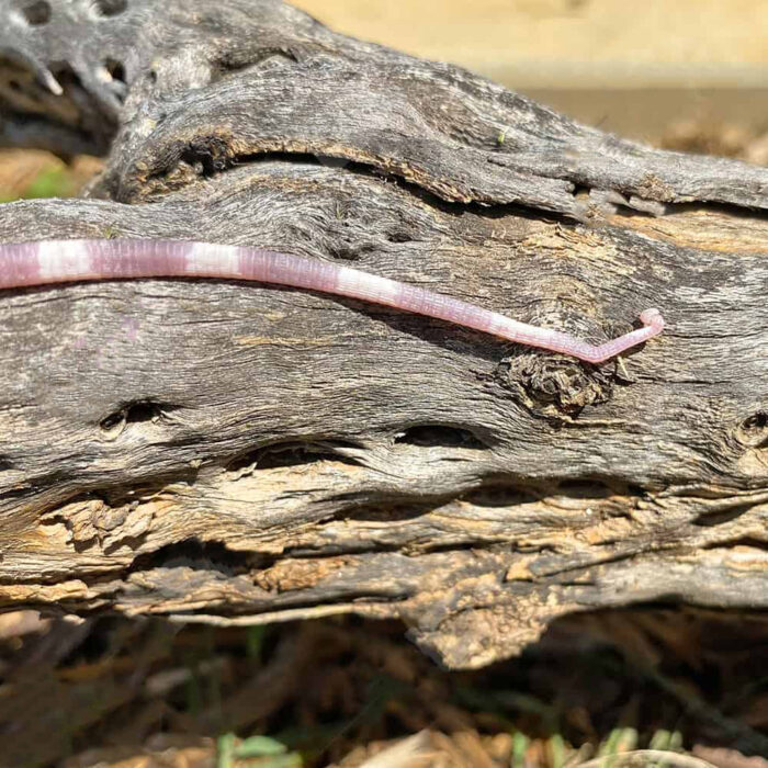 Baby Albino Cherry Ice Tegu #6