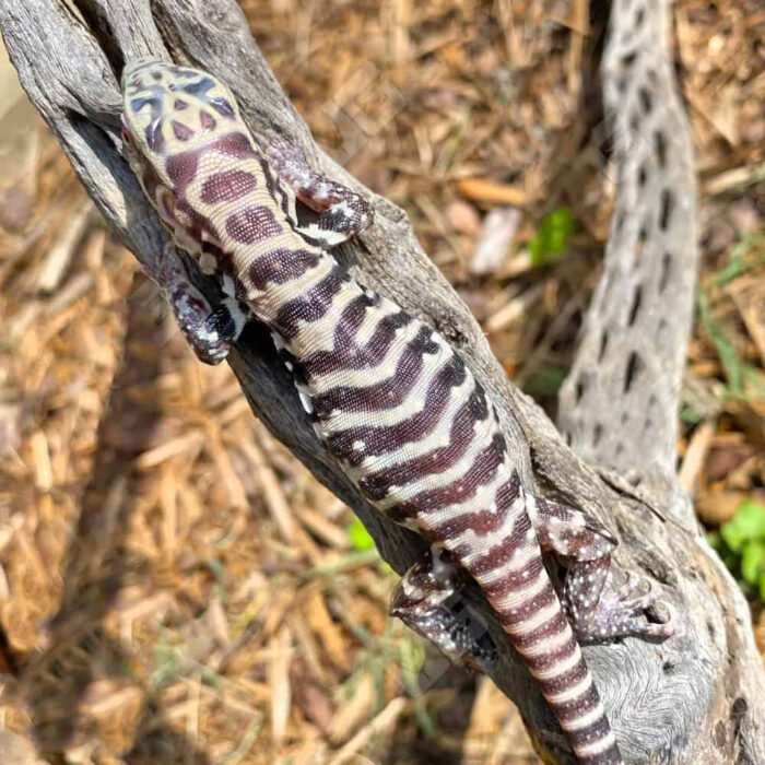 Baby Albino Tiger Ice Tegu #7