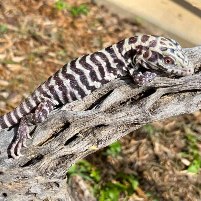 Baby Albino Tiger Ice Tegu #7