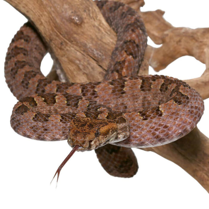 Three Horned Scaled Pit Viper