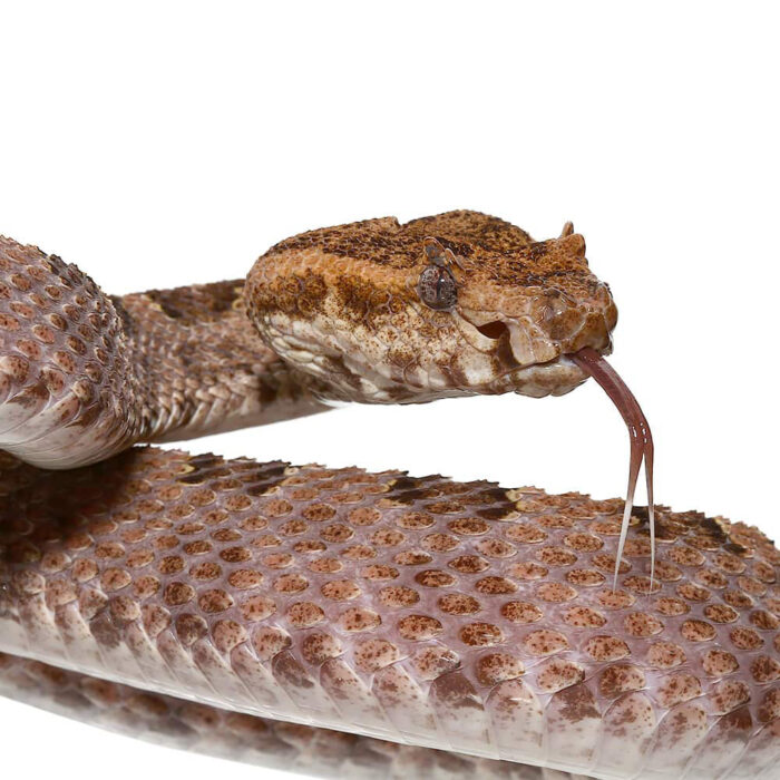 Three Horned Scaled Pit Viper