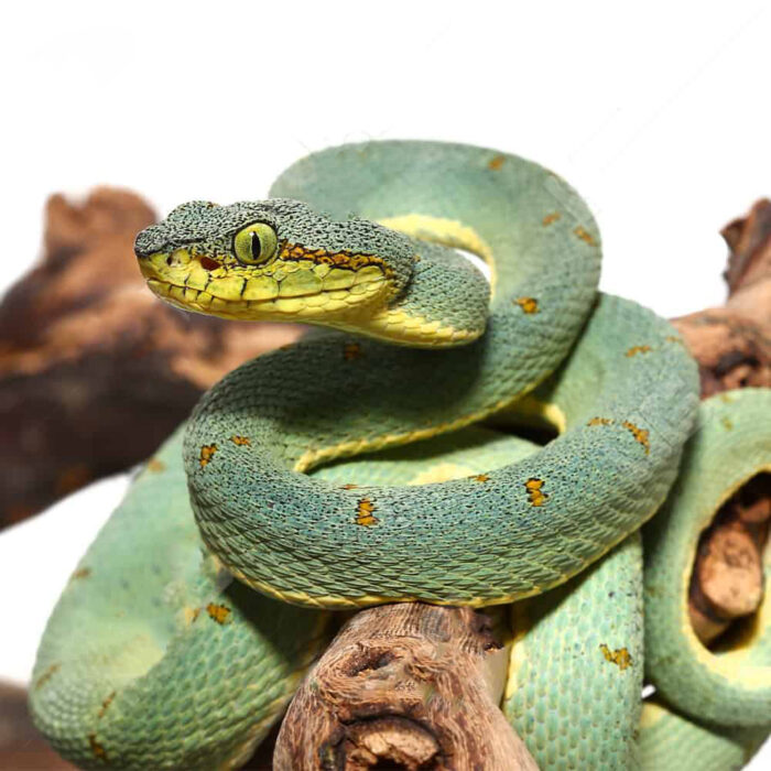 Two Striped Forest Pit Viper