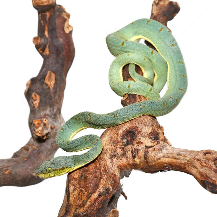 Two Striped Forest Pit Viper