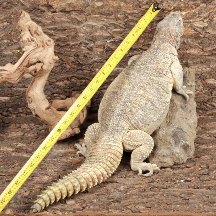 Adult Giant Saudi Arabian Uromastyx