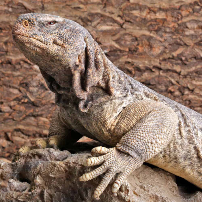 Adult Giant Saudi Arabian Uromastyx