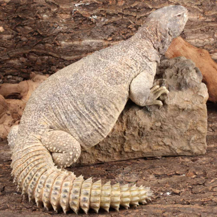 Adult Giant Saudi Arabian Uromastyx