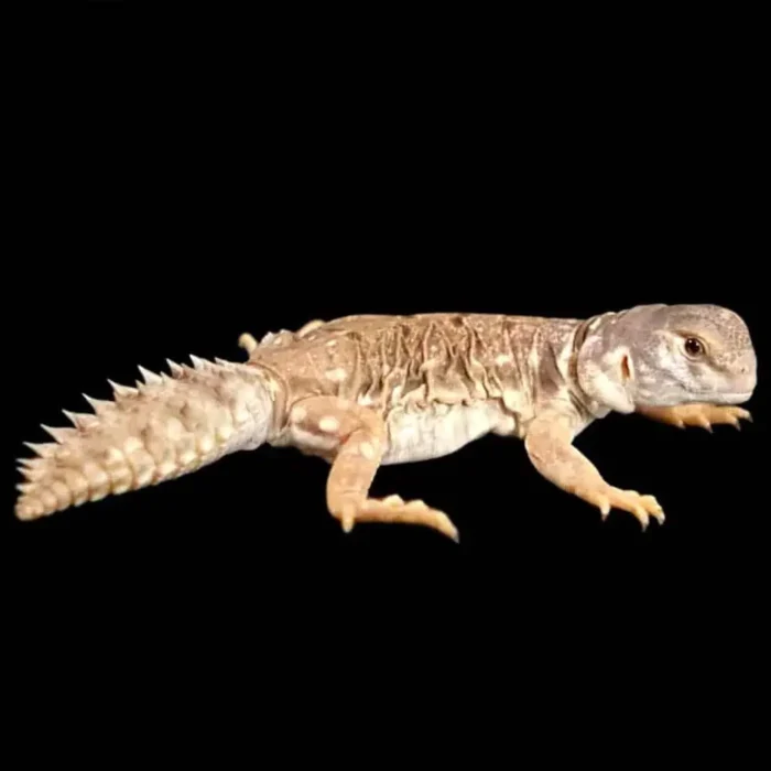 Uromastyx Princeps