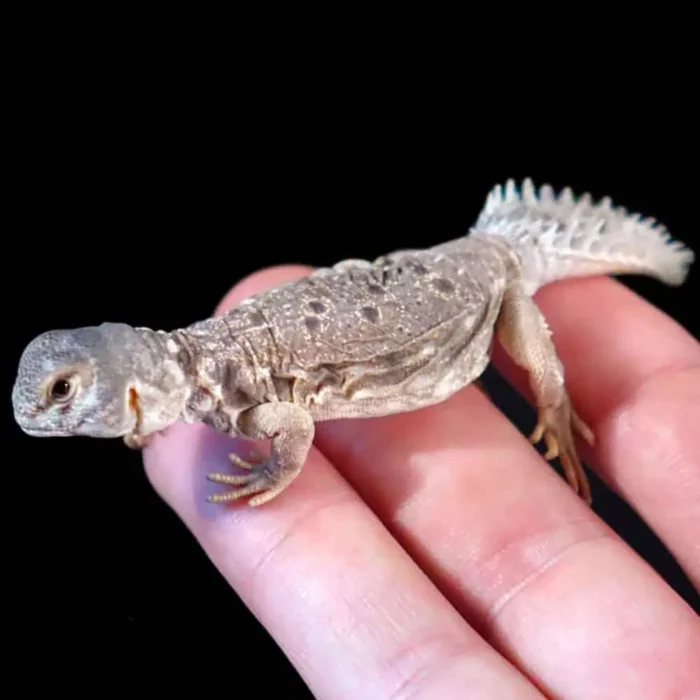 Uromastyx Princeps