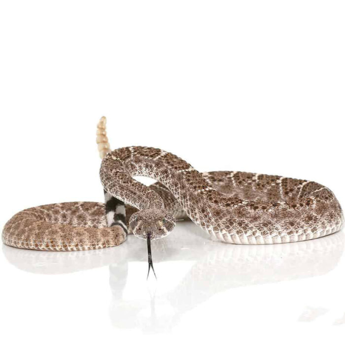 Yearling Western Diamondback Rattlesnake