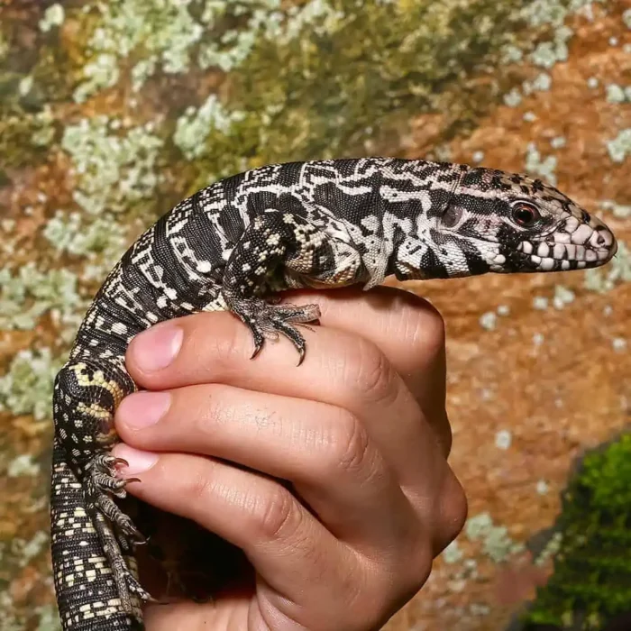 Yearling Argentine Black And White Tegu (Jaguar Line)