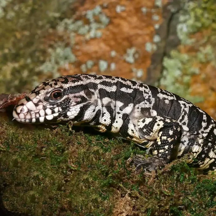 Yearling Argentine Black And White Tegu (Jaguar Line)