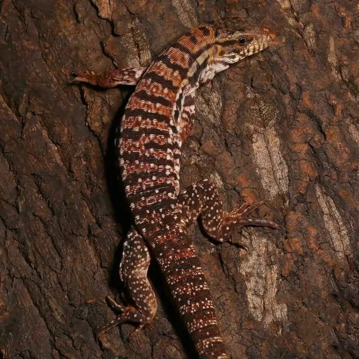 Yearling High White Red Tegu