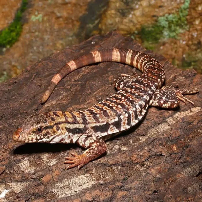 Yearling High White Red Tegu