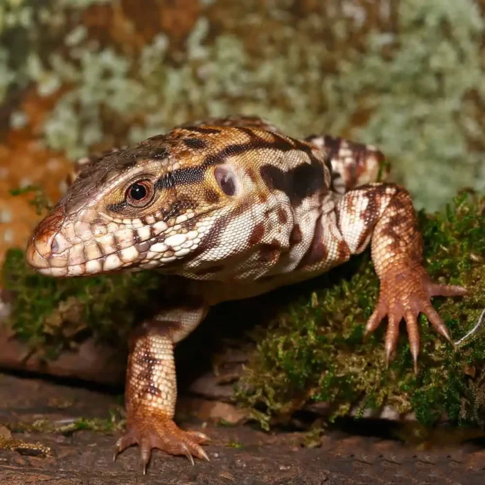 Yearling High White Red Tegu