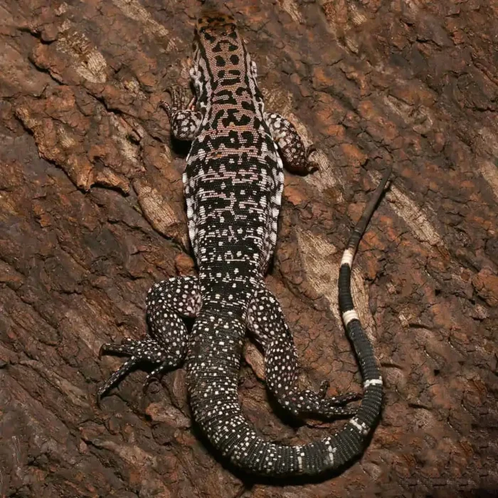 Yearling Merica Tegu