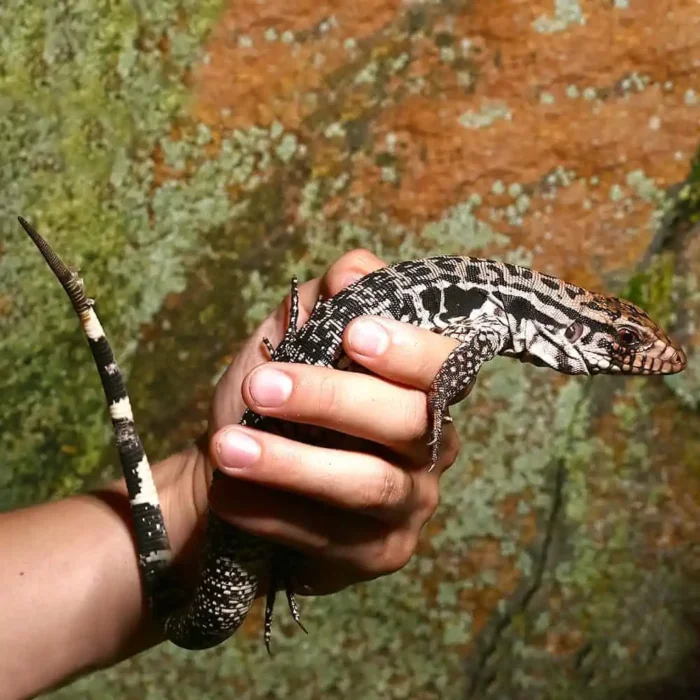 Yearling Merica Tegu