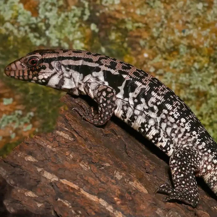 Yearling Merica Tegu