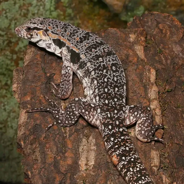 Yearling Super Red Tegu