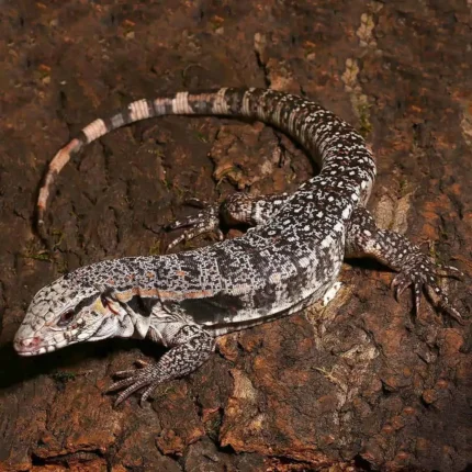 Yearling Super Red Tegu