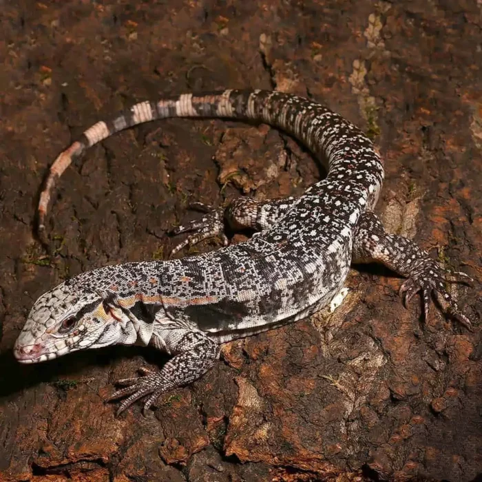 Yearling Super Red Tegu